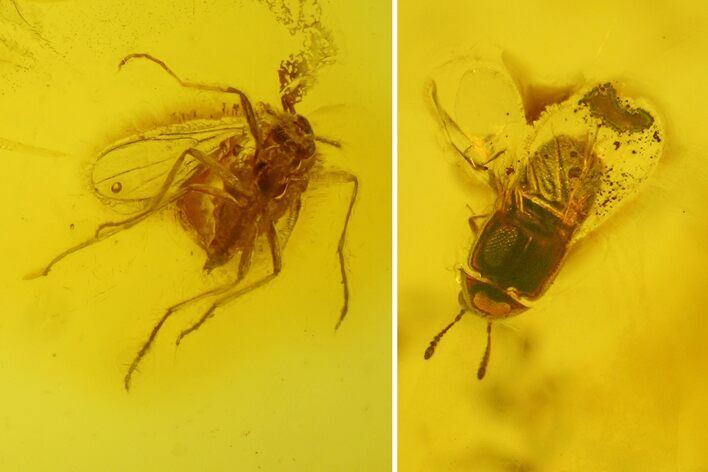 Two Fossil Flies (Diptera) and a Beetle (Coleoptera) In Baltic Amber #173664
